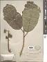 Ficus sp.