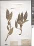 Ficus sp.