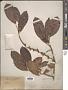 Ficus sp.