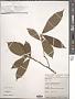 Ficus sp.