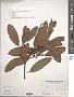 Ficus sp.