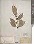 Ficus sp.