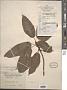 Ficus sp.