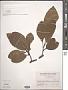 Ficus subulata Blume
