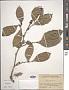 Ficus subulata Blume