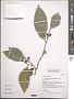 Ficus tinctoria G. Forst.