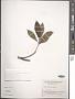 Ficus variolosa Lindl. ex Benth.