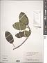 Ficus virens Aiton