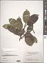 Ficus virens Aiton