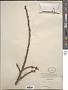 Ficus virens Aiton