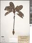 Ficus virens Aiton