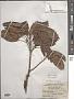 Ficus virens Aiton