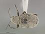 Fidia clematis