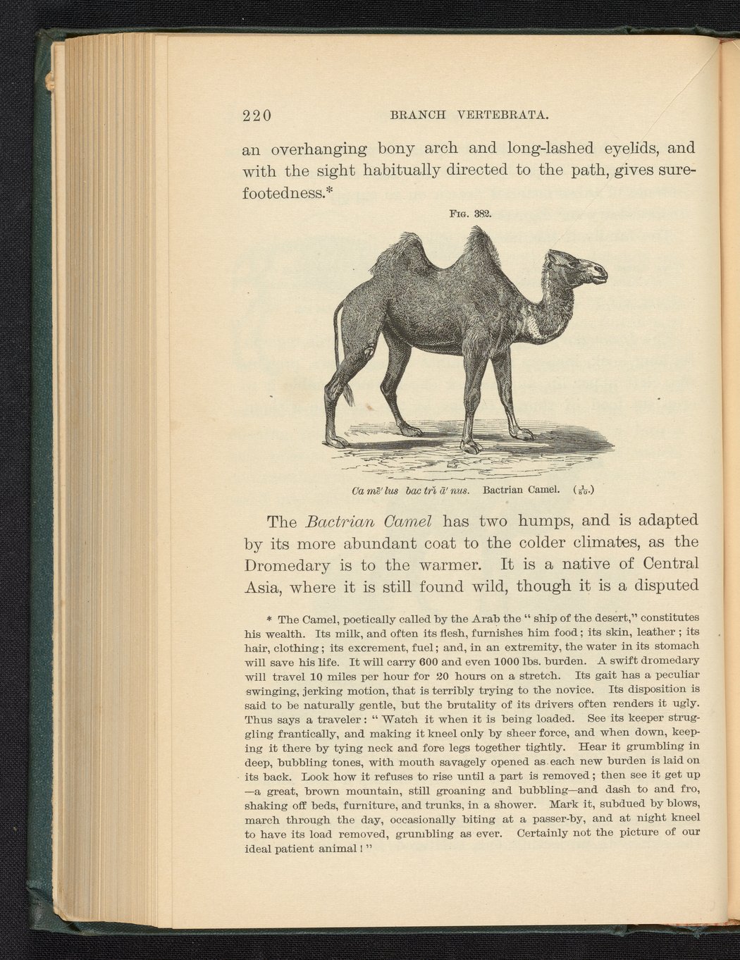 Figure 382. Bactrian Camel