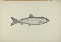 Fish Shop Sign