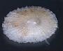 Fissurellidae