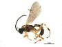 Flacopimpla nigriceps