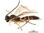 Flacopimpla nigriceps