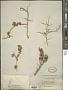 Flacourtia hirtiuscula Oliv.
