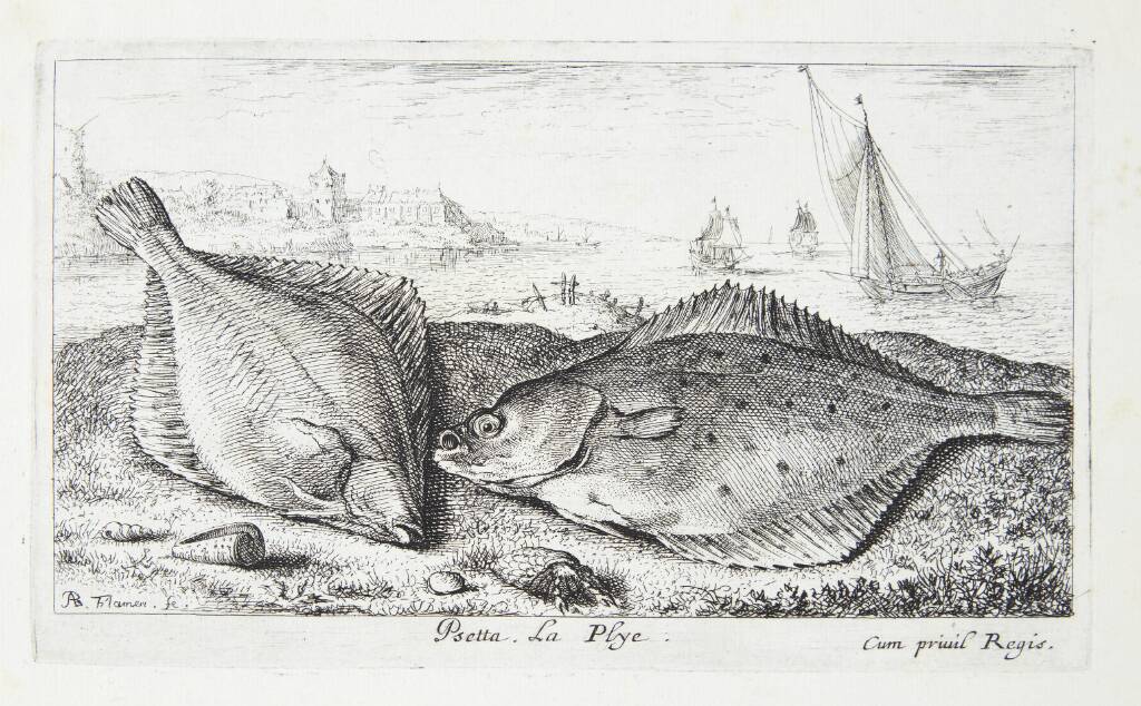 Fladfisk (Psetta)