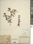 Fleischmannia arguta (Kunth) B.L. Rob.