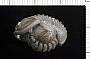 Flexicalymene retrorsa (Foerste)