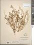 Floerkea proserpinacoides Willd.