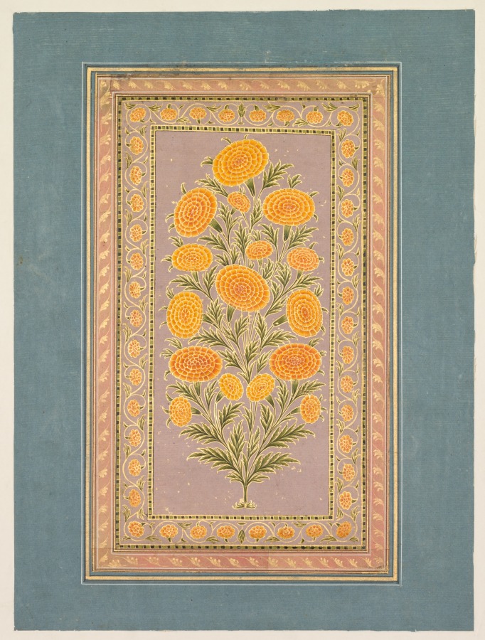 Flowering Marigold (verso)
