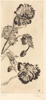 Flowers (Fleurs)