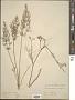 Foeniculum vulgare Mill.