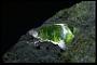 Forsterite