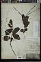 Forsteronia leptocarpa (Hook. & Arn.) A. DC.
