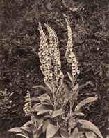Foxgloves