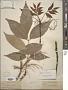 Fraxinus americana L.