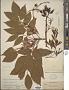 Fraxinus americana L.