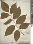 Fraxinus americana L.