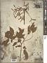 Fraxinus chinensis Roxb.