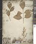 Fraxinus latifolia Benth.