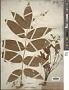 Fraxinus nigra Marshall