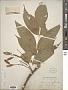 Fraxinus nigra Marshall