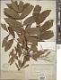 Fraxinus nigra Marshall