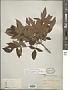 Fraxinus purpusii Brandegee