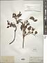 Fraxinus rhynchophylla Hance