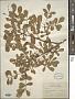 Fraxinus sp.