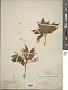 Fraxinus sp.