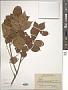 Fraxinus sp.
