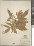 Fraxinus yunnanensis Lingelsh.