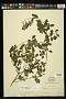 Fuchsia encliandra Steud. subsp. encliandra