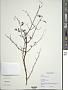 Fuchsia microphylla Kunth subsp. microphylla