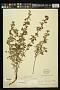Fuchsia thymifolia Kunth subsp. thymifolia